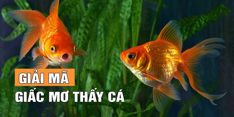 Nằm Mơ Thấy Cá Là Điềm Hung Hay Cát, Đánh Số Nào Thắng Lớn? 2 Tìm hiểu ý nghĩa của cá trong phong thủy